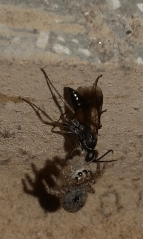 Pompilidae vs Salticidae: Agenioideus cfr. nubecula